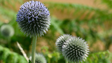 Drüsenblättrige Kugeldistel (2).jpg